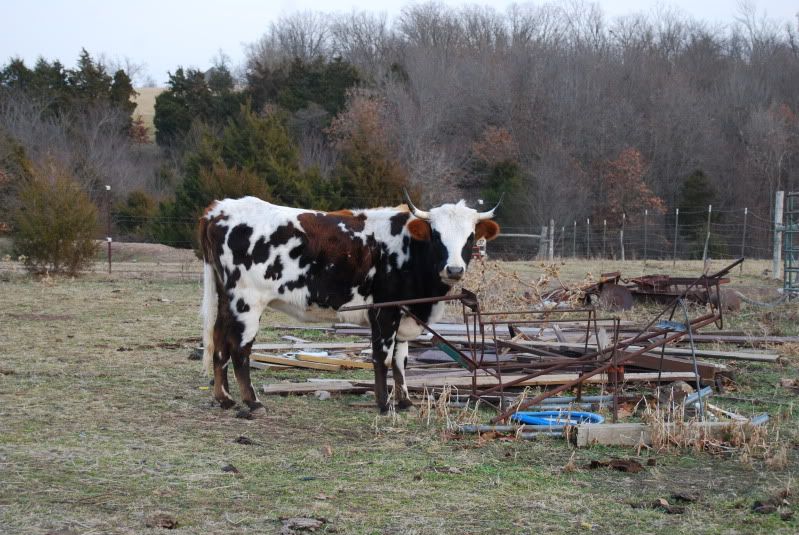 Spotted Cattle On Farm Photo by sawgrass4 Photobucket